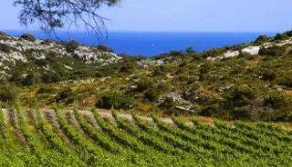 Circuit oenotouristique